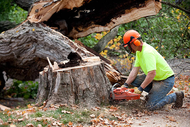 Tree Health Inspection in Cape Girardeau, MO